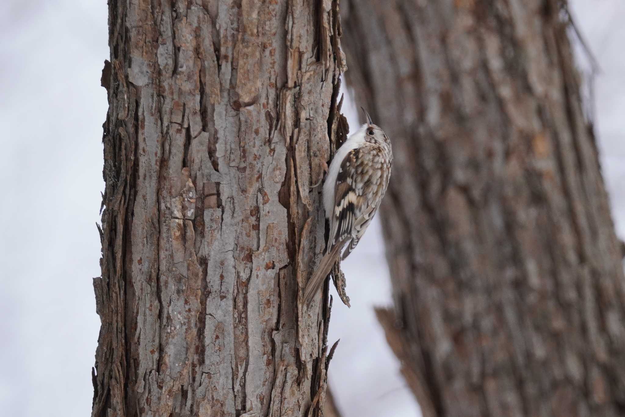 Photo of Eurasian Treecreeper at Makomanai Park by くまちん