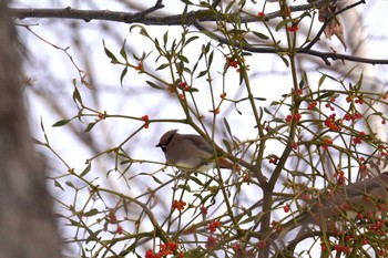 Japanese Waxwing Makomanai Park Fri, 12/29/2023