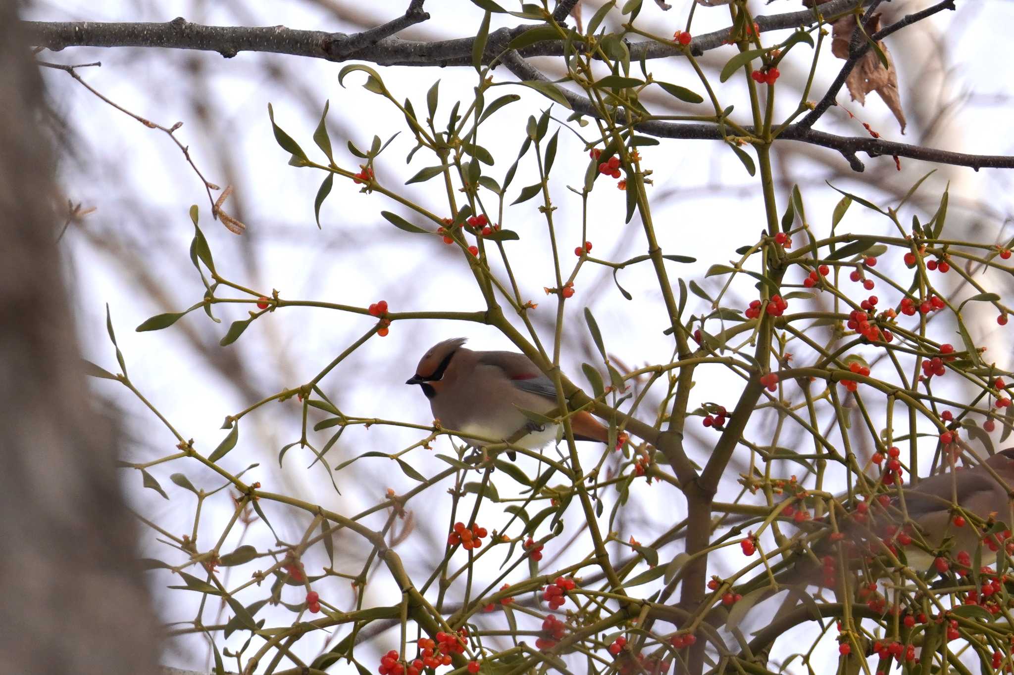 Photo of Japanese Waxwing at Makomanai Park by くまちん