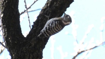 Japanese Pygmy Woodpecker 秋ヶ瀬公園(ピクニックの森) Mon, 2/12/2024