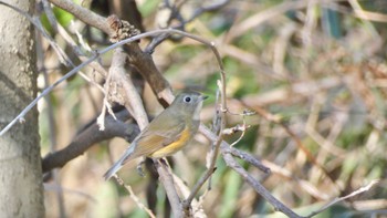 2024年2月14日(水) 枚岡公園の野鳥観察記録