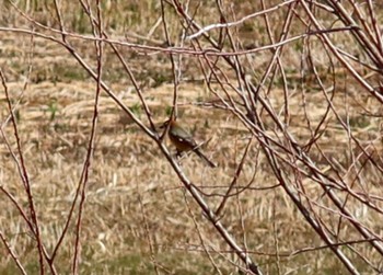 2024年2月14日(水) 長津川ふれあい広場の野鳥観察記録