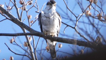 オオタカ 秋ヶ瀬公園 2024年2月12日(月)