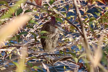 2024年2月14日(水) 海老川の野鳥観察記録