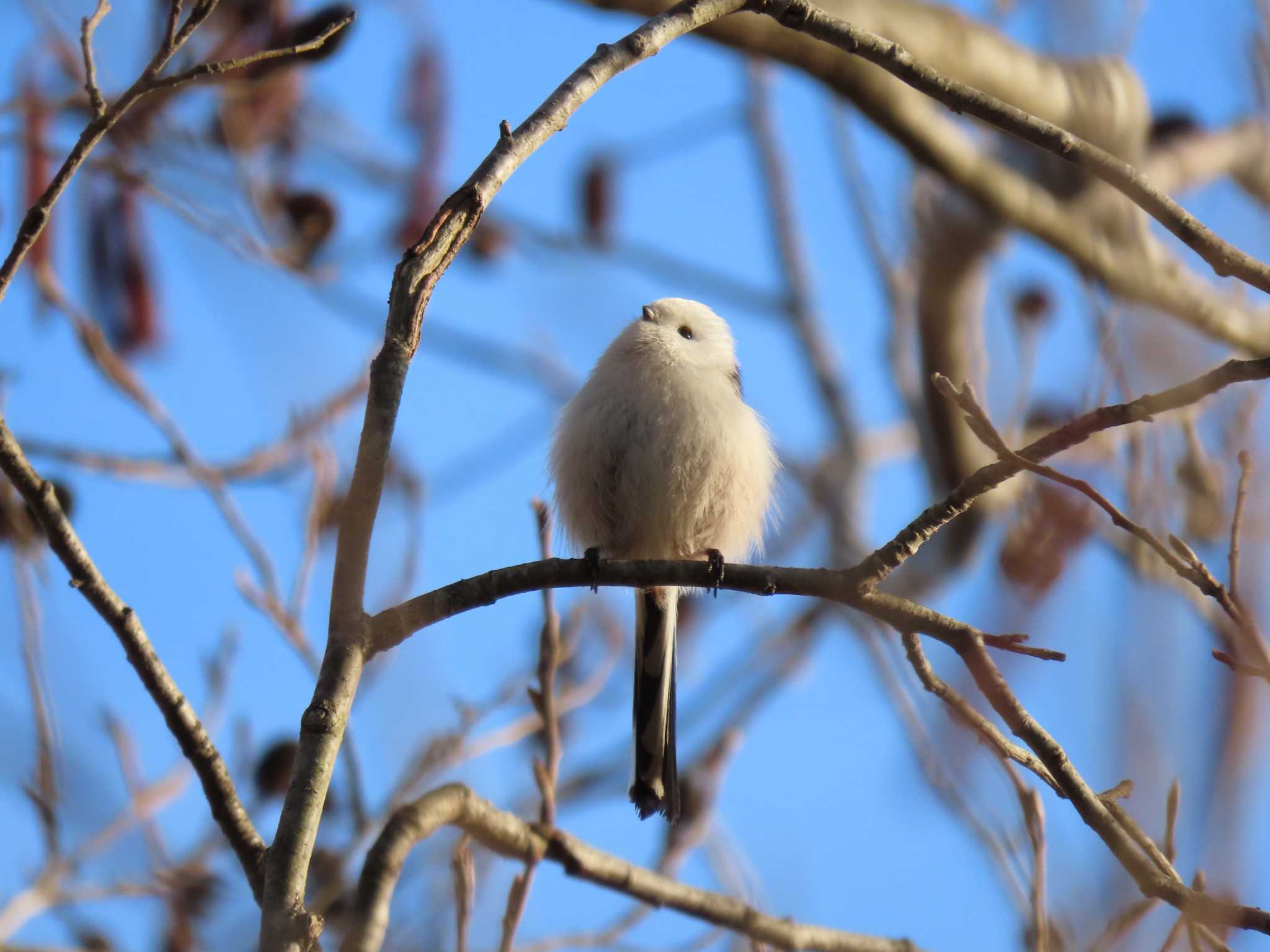 Long-tailed tit(japonicus)