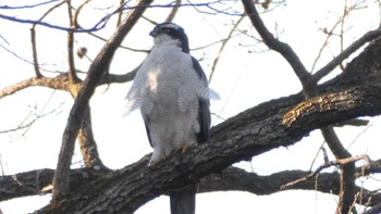 2024年2月12日(月) 秋ヶ瀬公園の野鳥観察記録