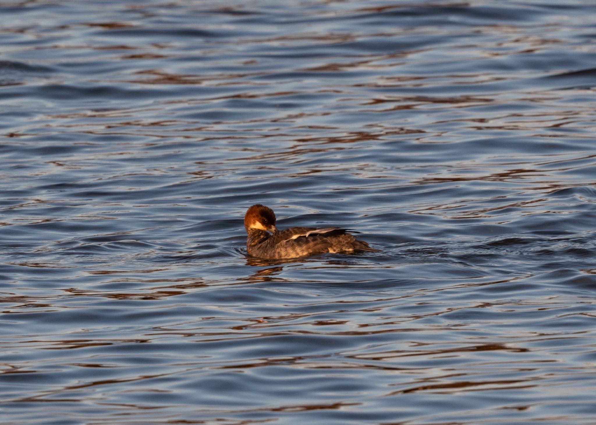 Photo of Smew at Mizumoto Park by しゃちく(週末のすがた)