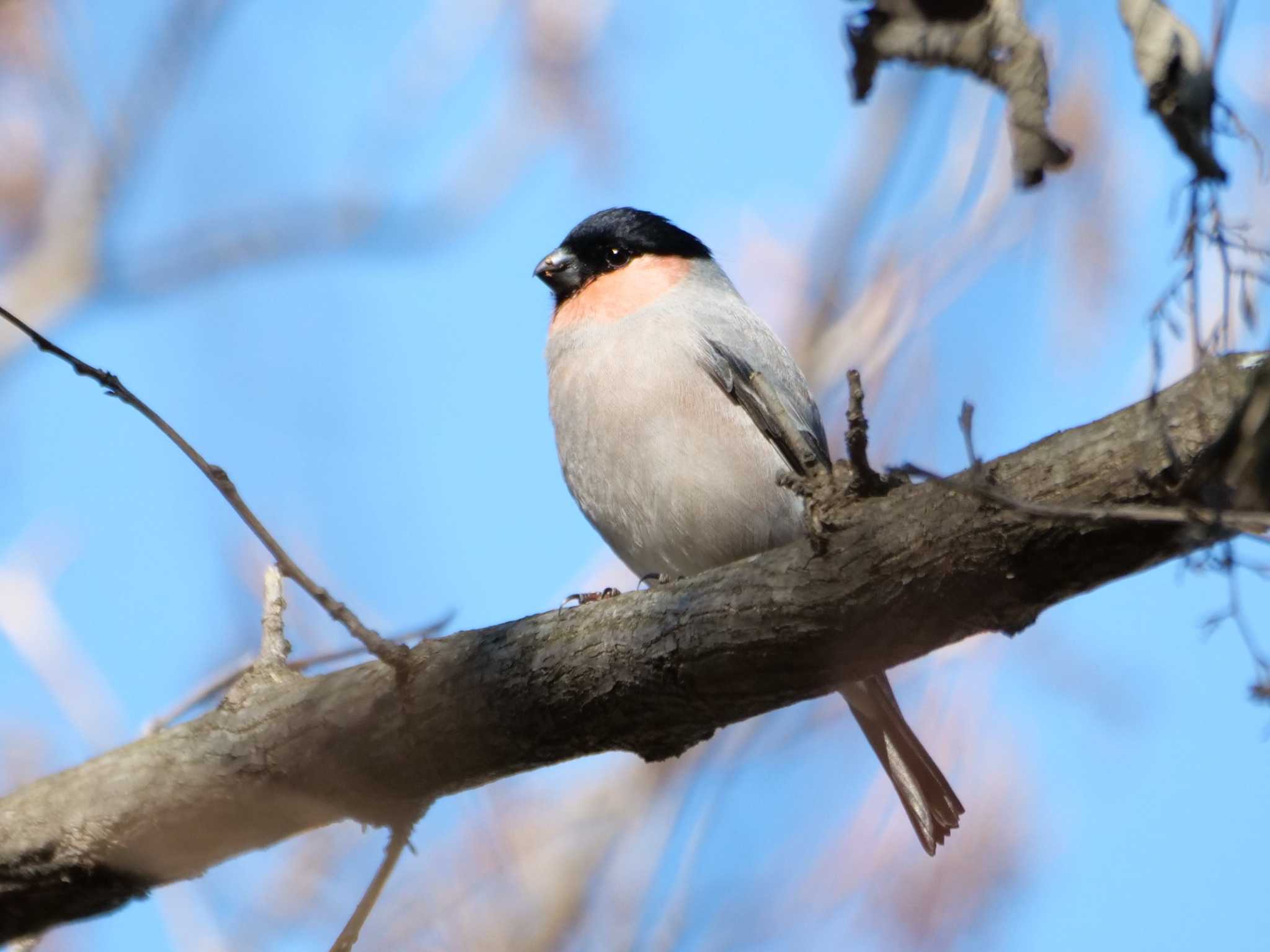 たくさん食べて、一息入れている感じでした。 by little birds