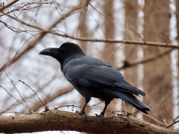 Large-billed Crow Mizumoto Park Sat, 1/20/2024