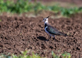 Northern Lapwing 平塚田んぼ Fri, 11/23/2018