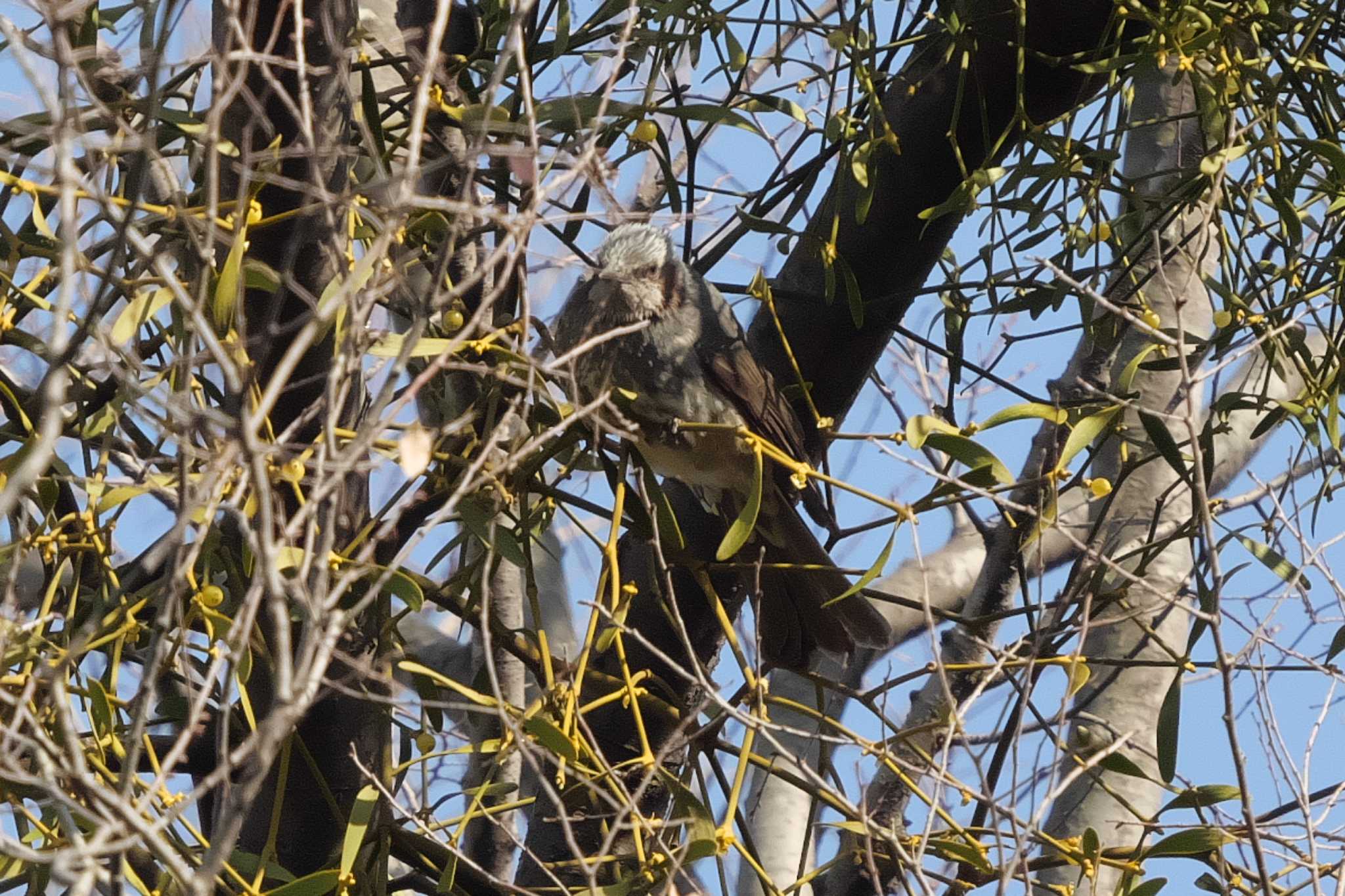 Brown-eared Bulbul