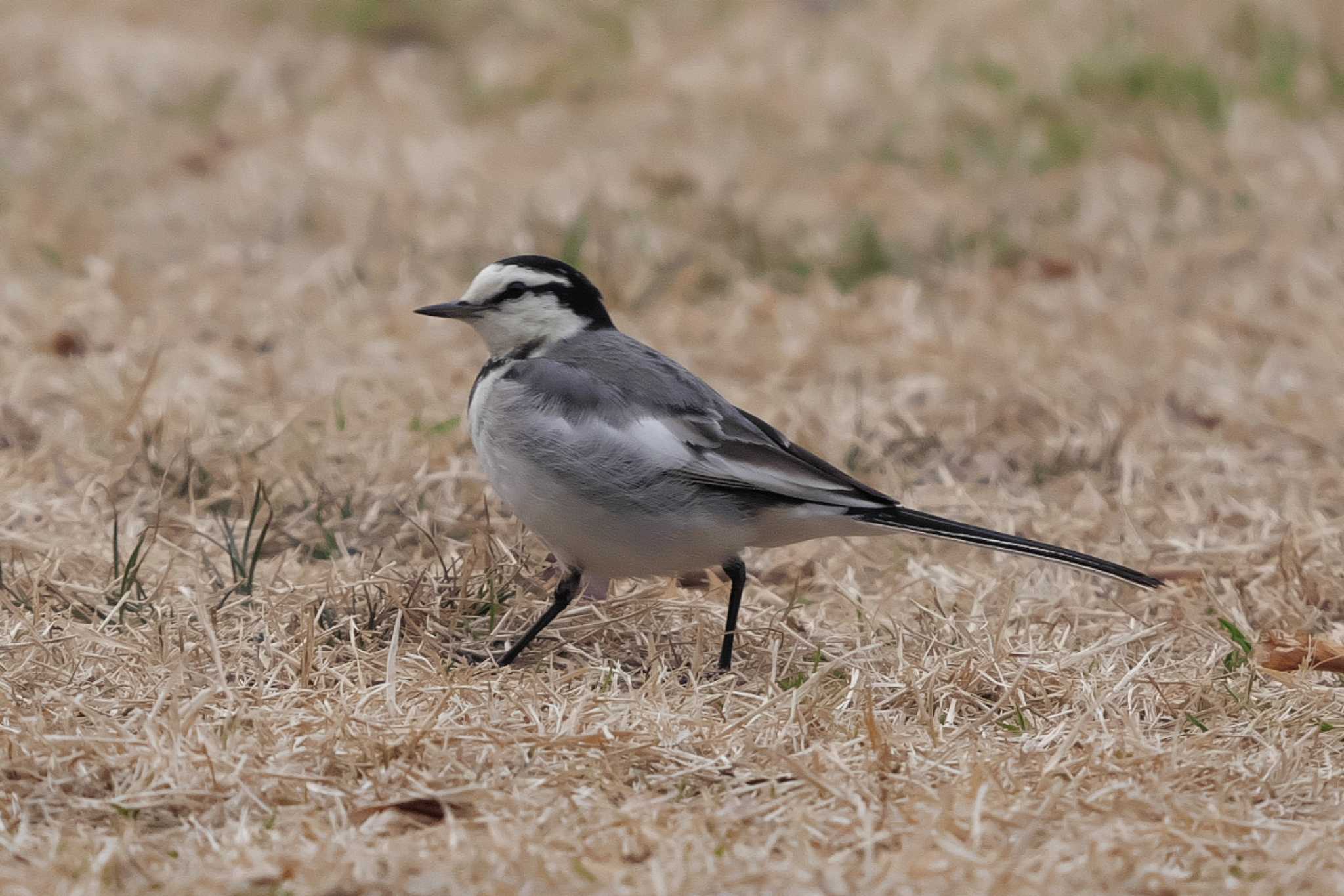 Photo of White Wagtail at 富岡総合公園(横浜市) by Y. Watanabe