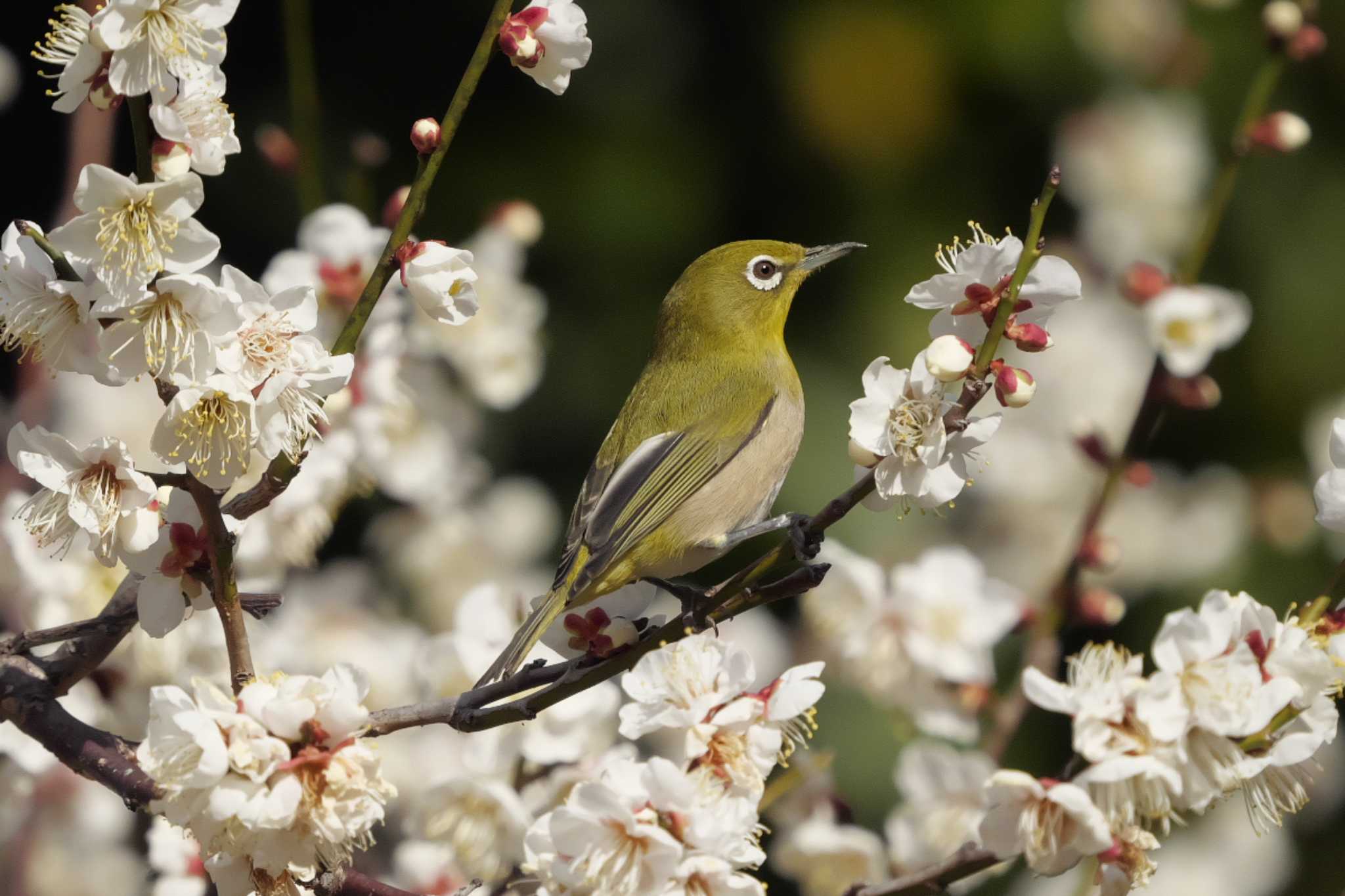 Warbling White-eye