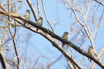 ヒレンジャク 富岡総合公園(横浜市) 2024年2月14日(水)