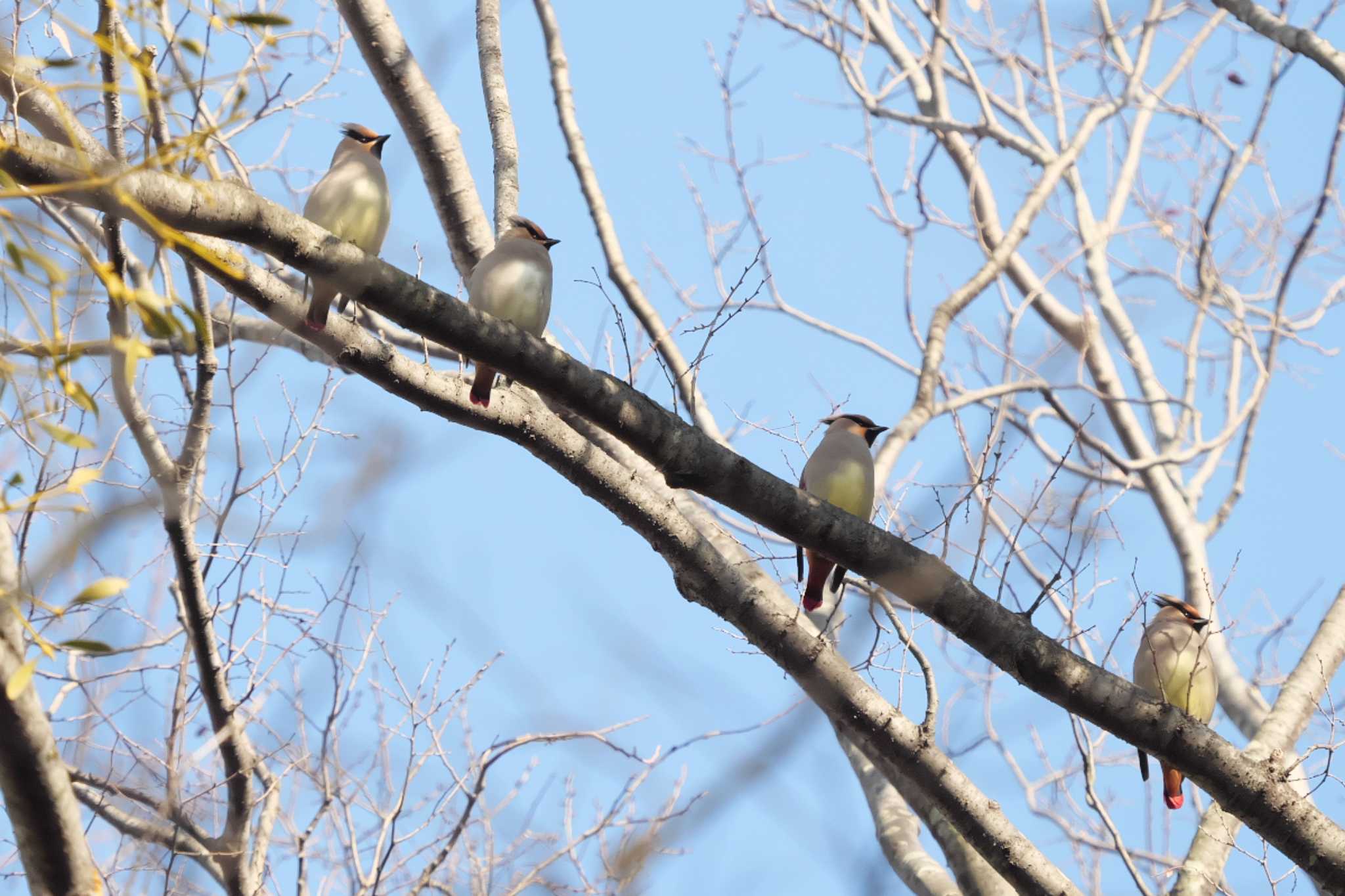 Photo of Japanese Waxwing at 富岡総合公園(横浜市) by Y. Watanabe