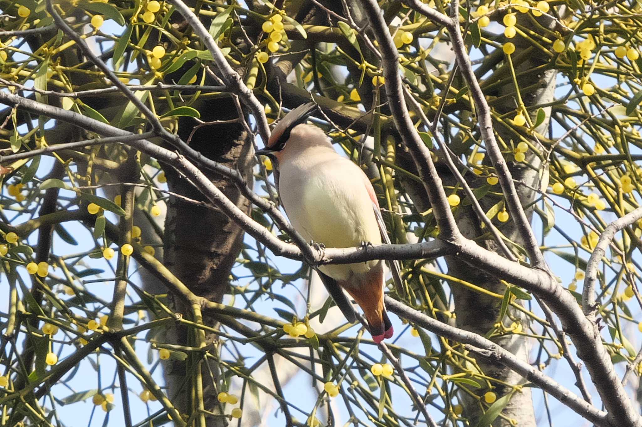 Japanese Waxwing