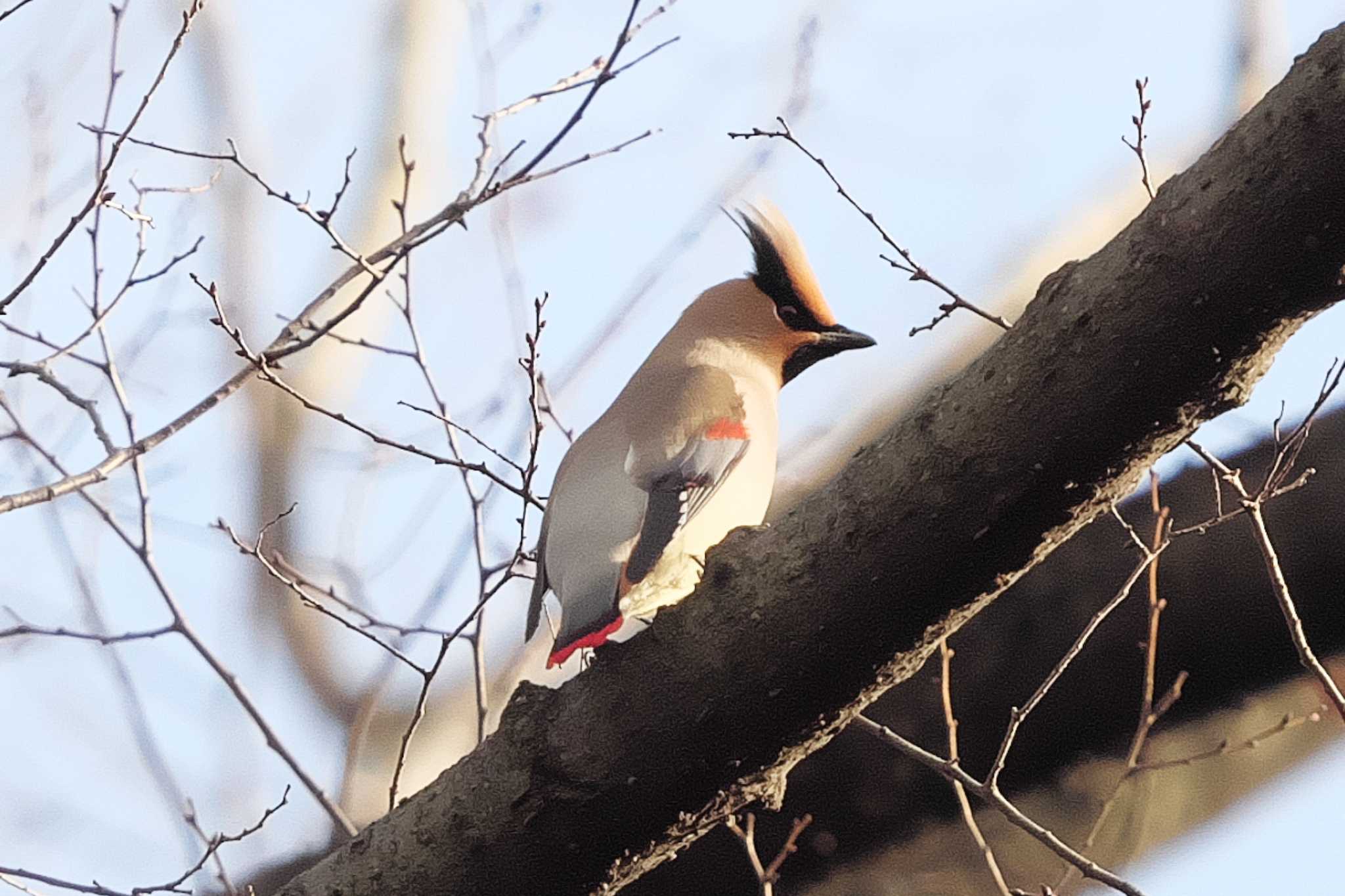 Photo of Japanese Waxwing at 富岡総合公園(横浜市) by Y. Watanabe