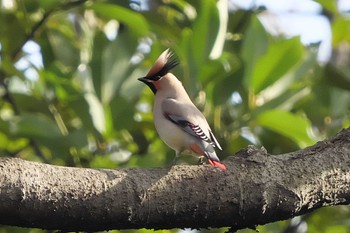 2024年2月14日(水) 富岡総合公園(横浜市)の野鳥観察記録