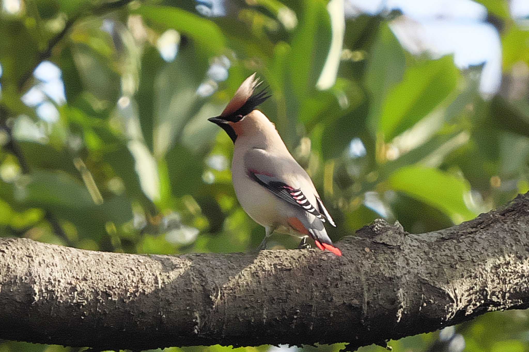 Photo of Japanese Waxwing at 富岡総合公園(横浜市) by Y. Watanabe