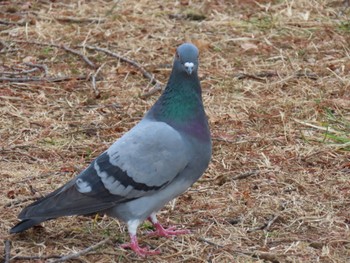 カワラバト 水元公園 2024年1月20日(土)