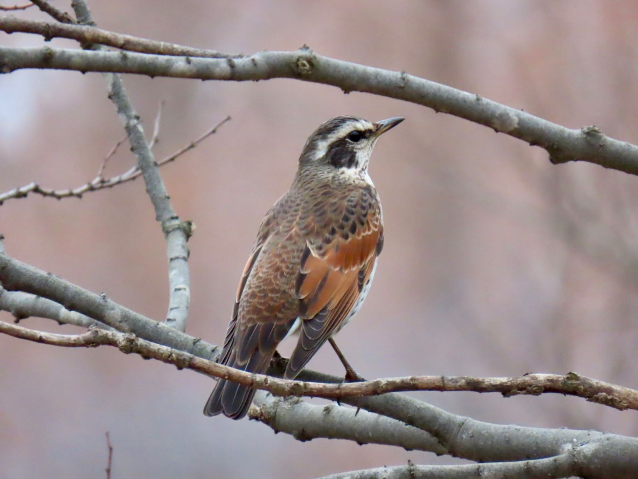 Dusky Thrush