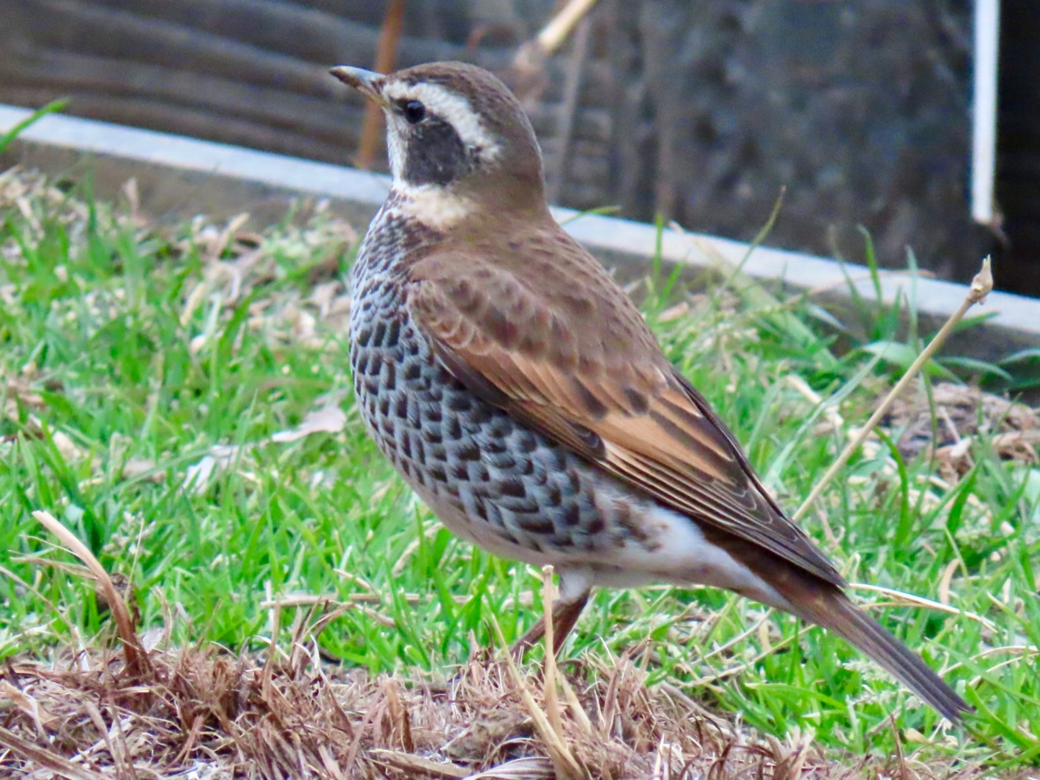 Dusky Thrush