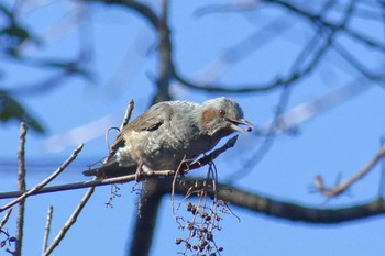 Brown-eared Bulbul 横浜市立金沢自然公園 Tue, 2/13/2024