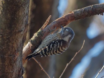 Japanese Pygmy Woodpecker 横浜市立金沢自然公園 Wed, 2/14/2024