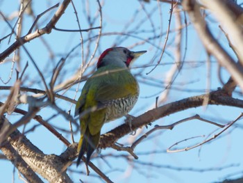 Japanese Green Woodpecker 横浜市立金沢自然公園 Wed, 2/14/2024