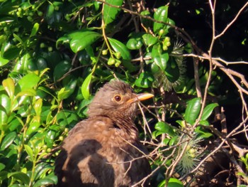 Common Blackbird Emu Heights, NSW, Australia Sun, 1/28/2024