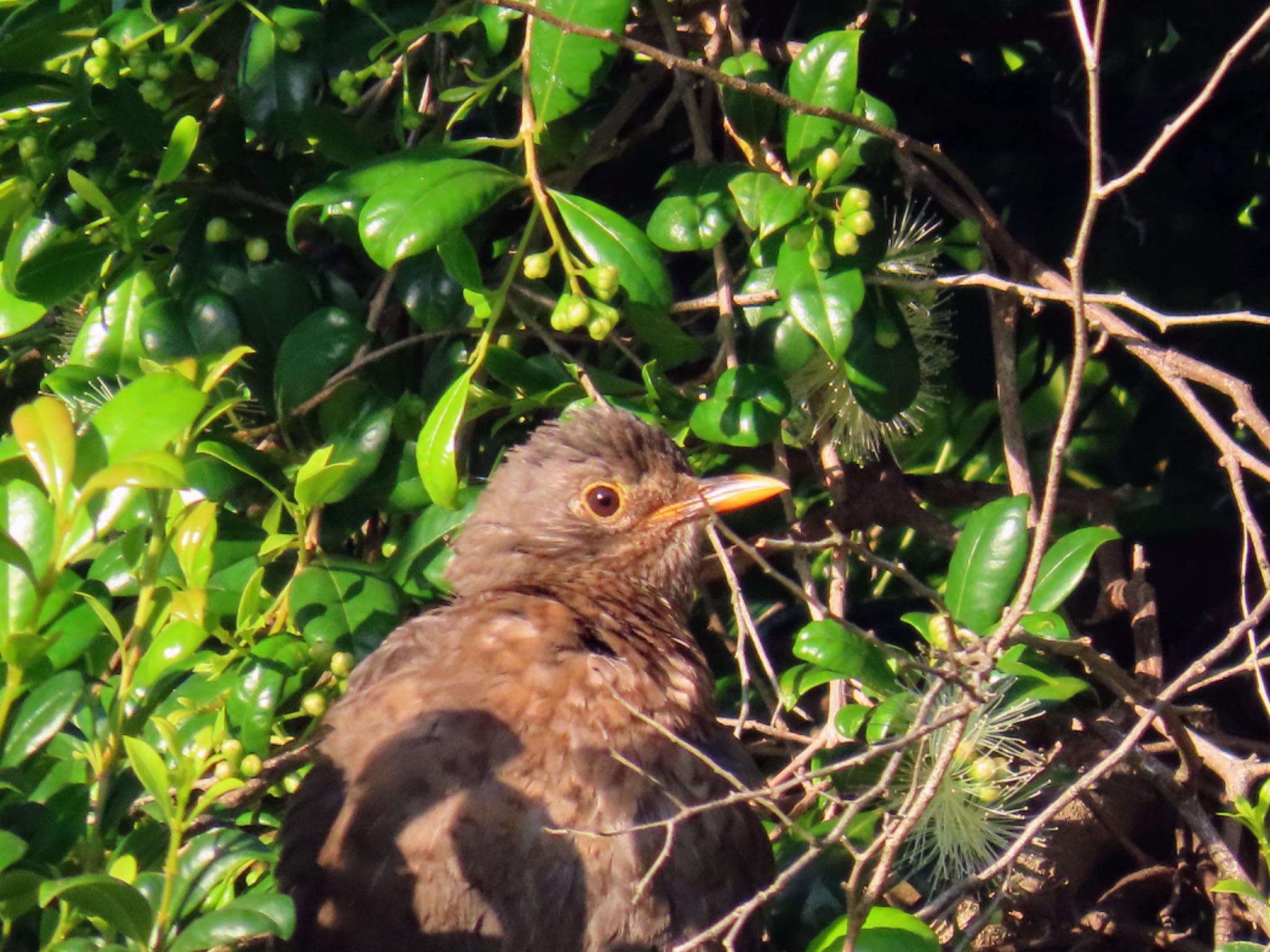 Photo of Common Blackbird at Emu Heights, NSW, Australia by Maki