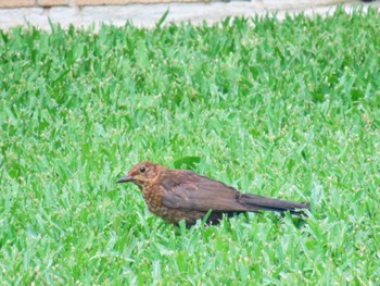 Common Blackbird Emu Heights, NSW, Australia Sun, 1/28/2024