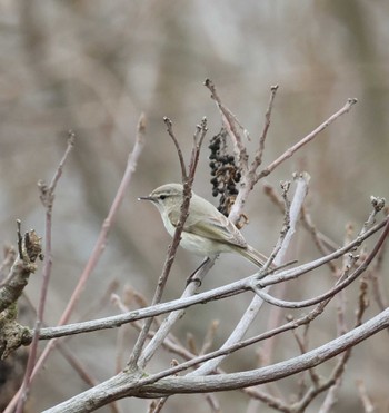 Common Chiffchaff 福岡県内 Wed, 2/14/2024