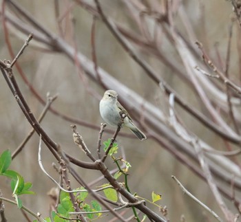 Common Chiffchaff 福岡県内 Wed, 2/14/2024