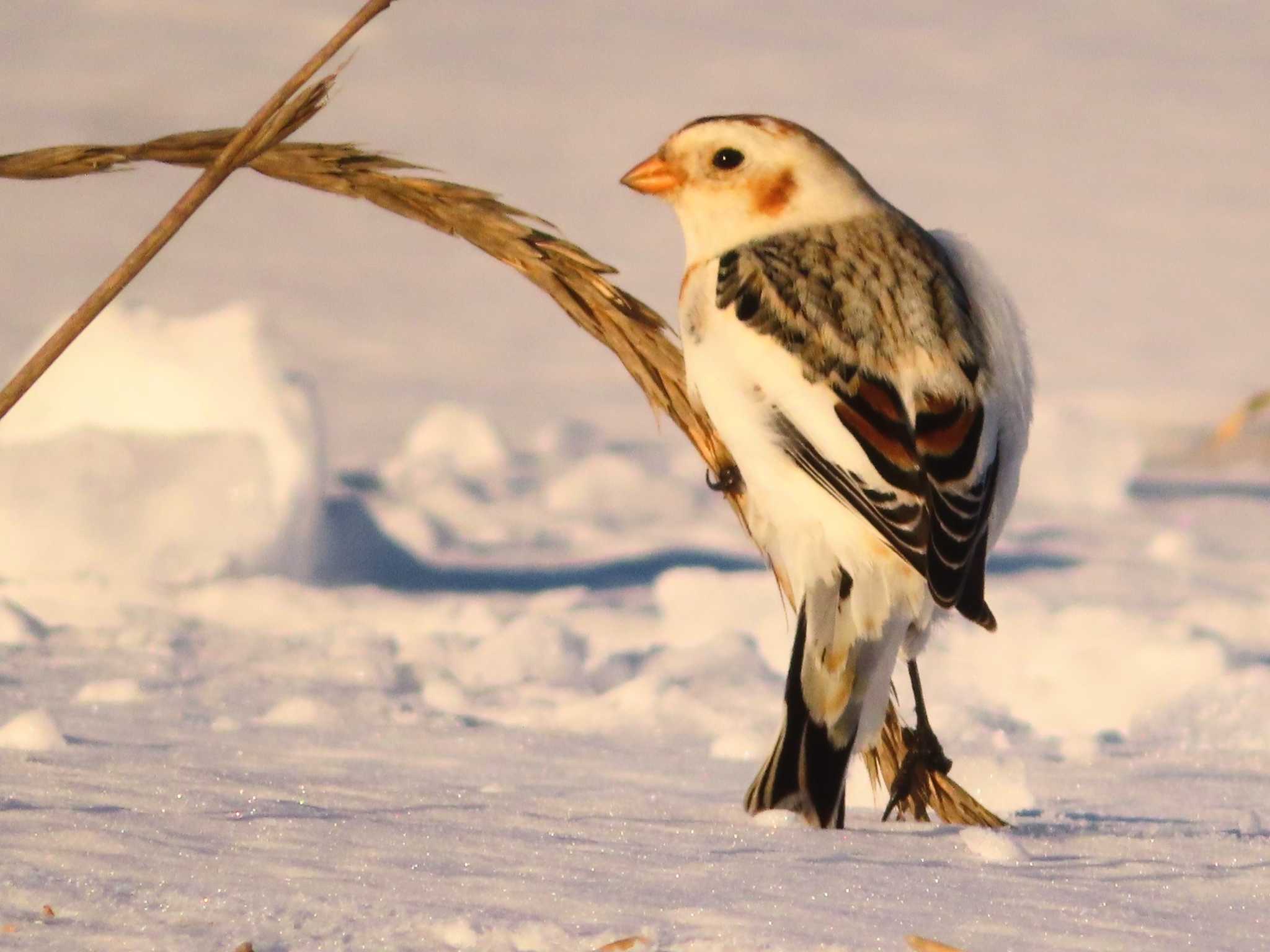 Snow Bunting