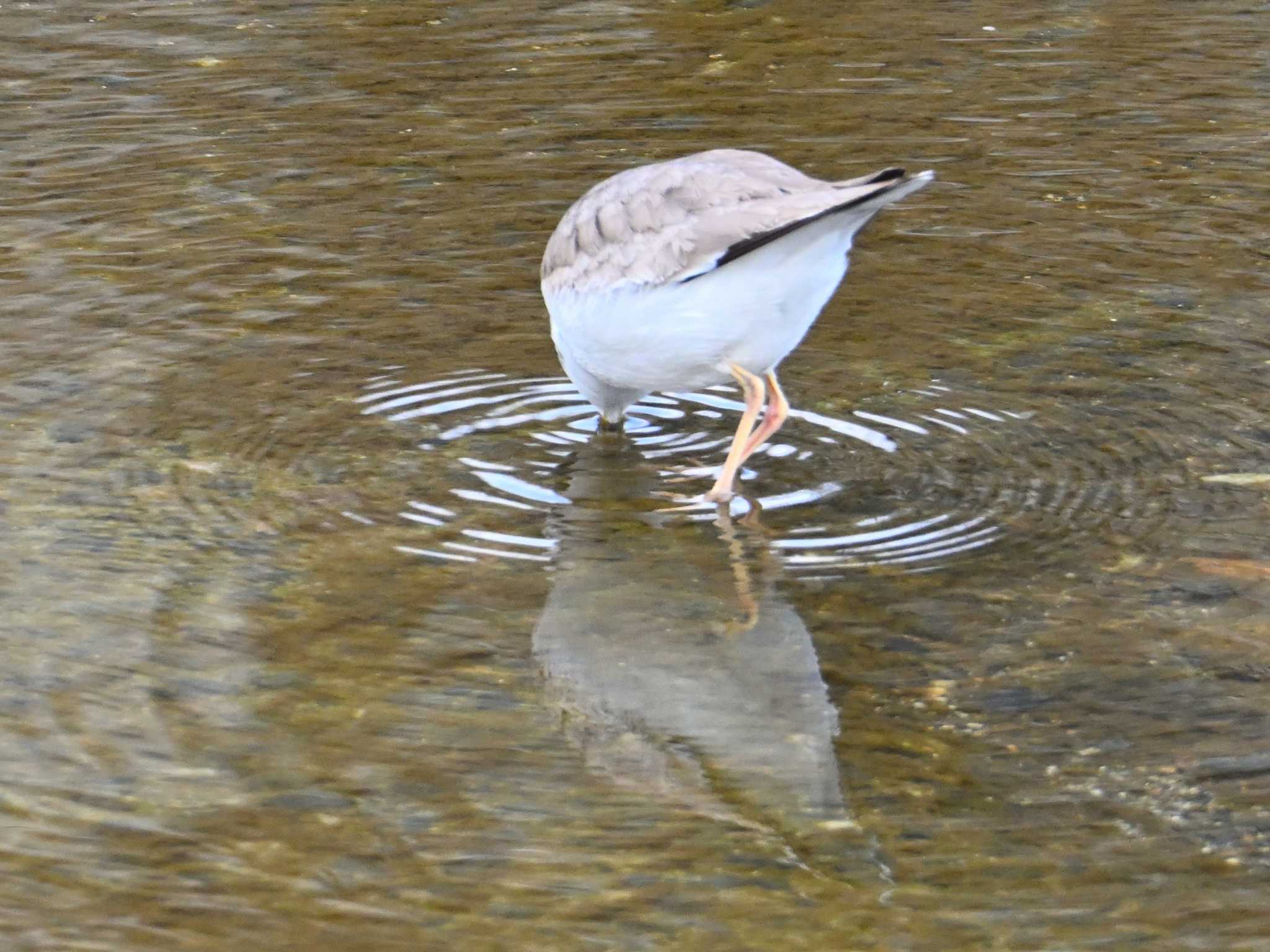 Long-billed Plover