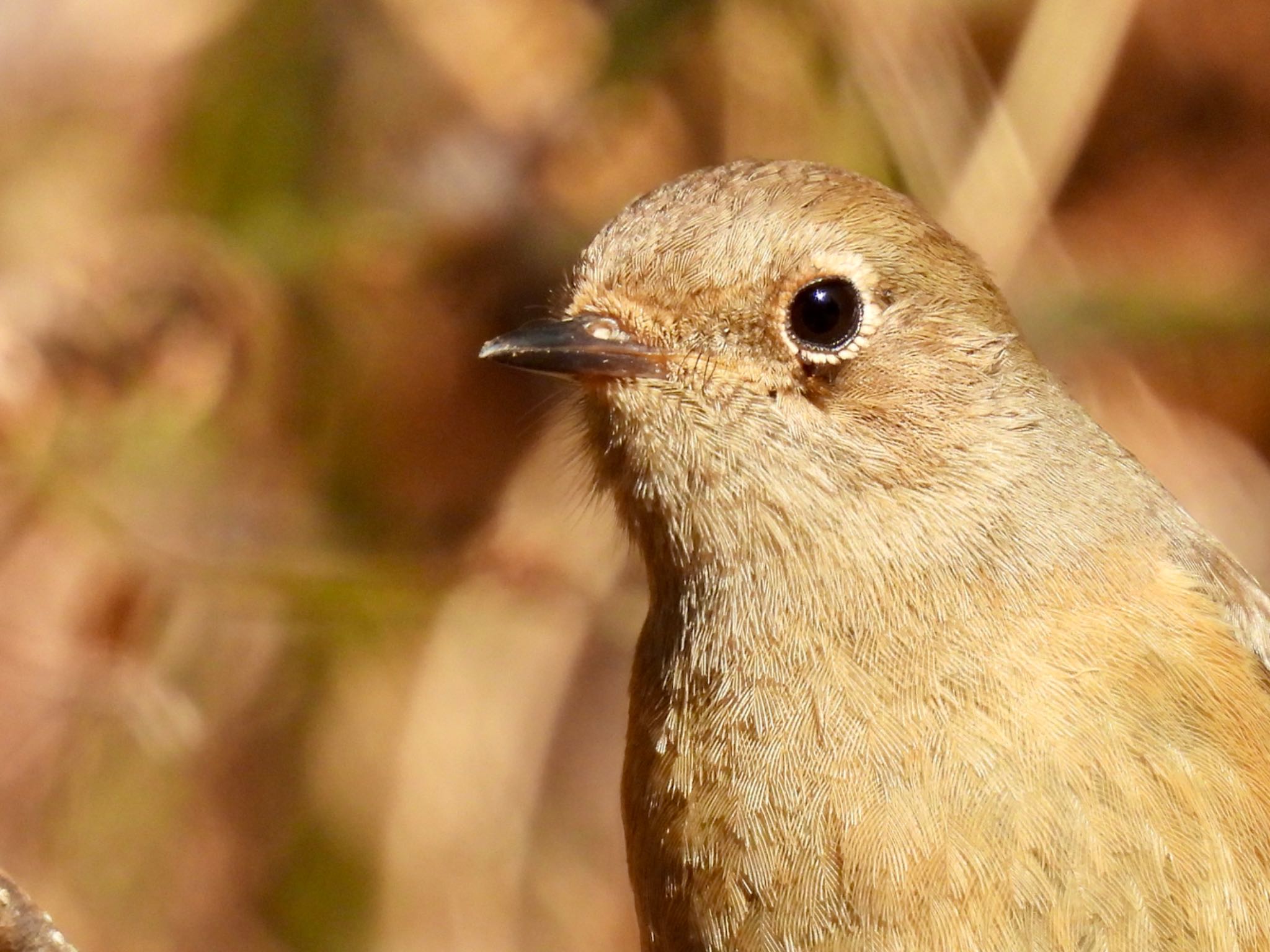 Daurian Redstart