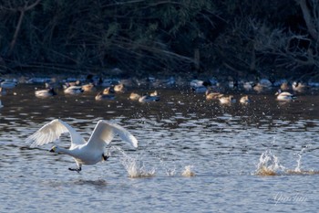 Tundra Swan 夏目の堰 (八丁堰) Sat, 2/10/2024