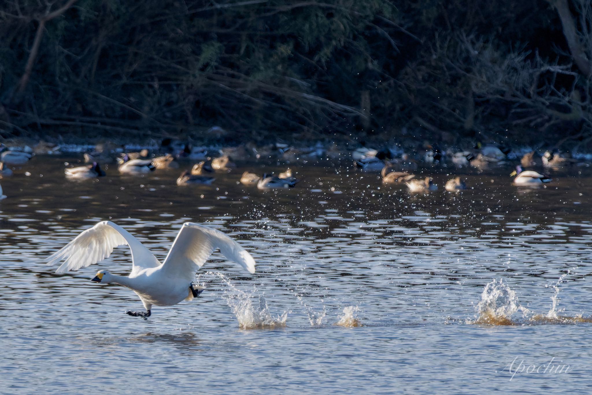 Tundra Swan