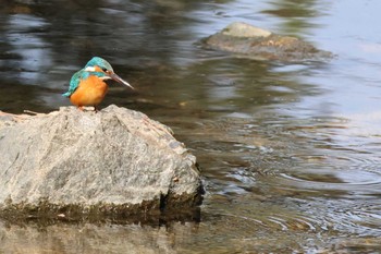 Common Kingfisher 夙川河川敷緑地(夙川公園) Sun, 2/11/2024