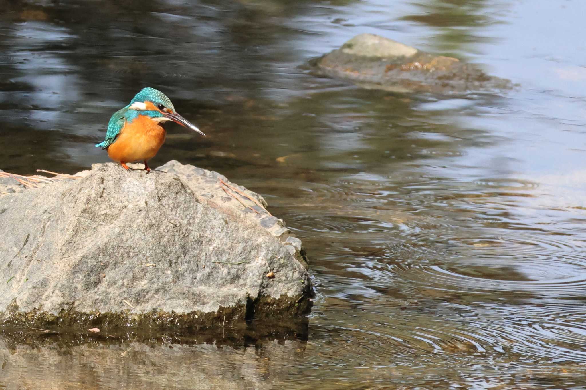 Photo of Common Kingfisher at 夙川河川敷緑地(夙川公園) by いわな