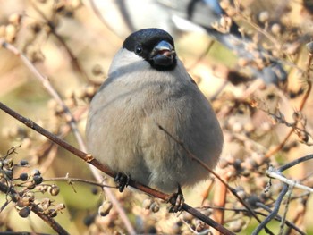 Eurasian Bullfinch 横浜自然観察の森 Mon, 2/12/2024