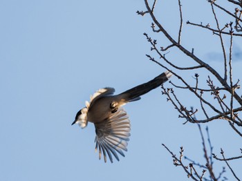 Azure-winged Magpie 杉並区 Tue, 2/13/2024