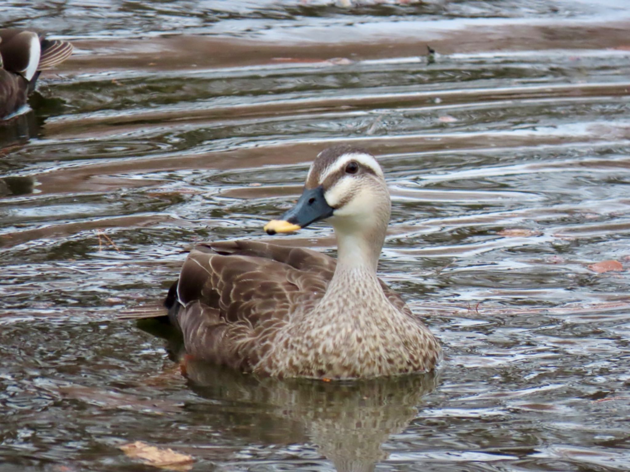 Eastern Spot-billed Duck