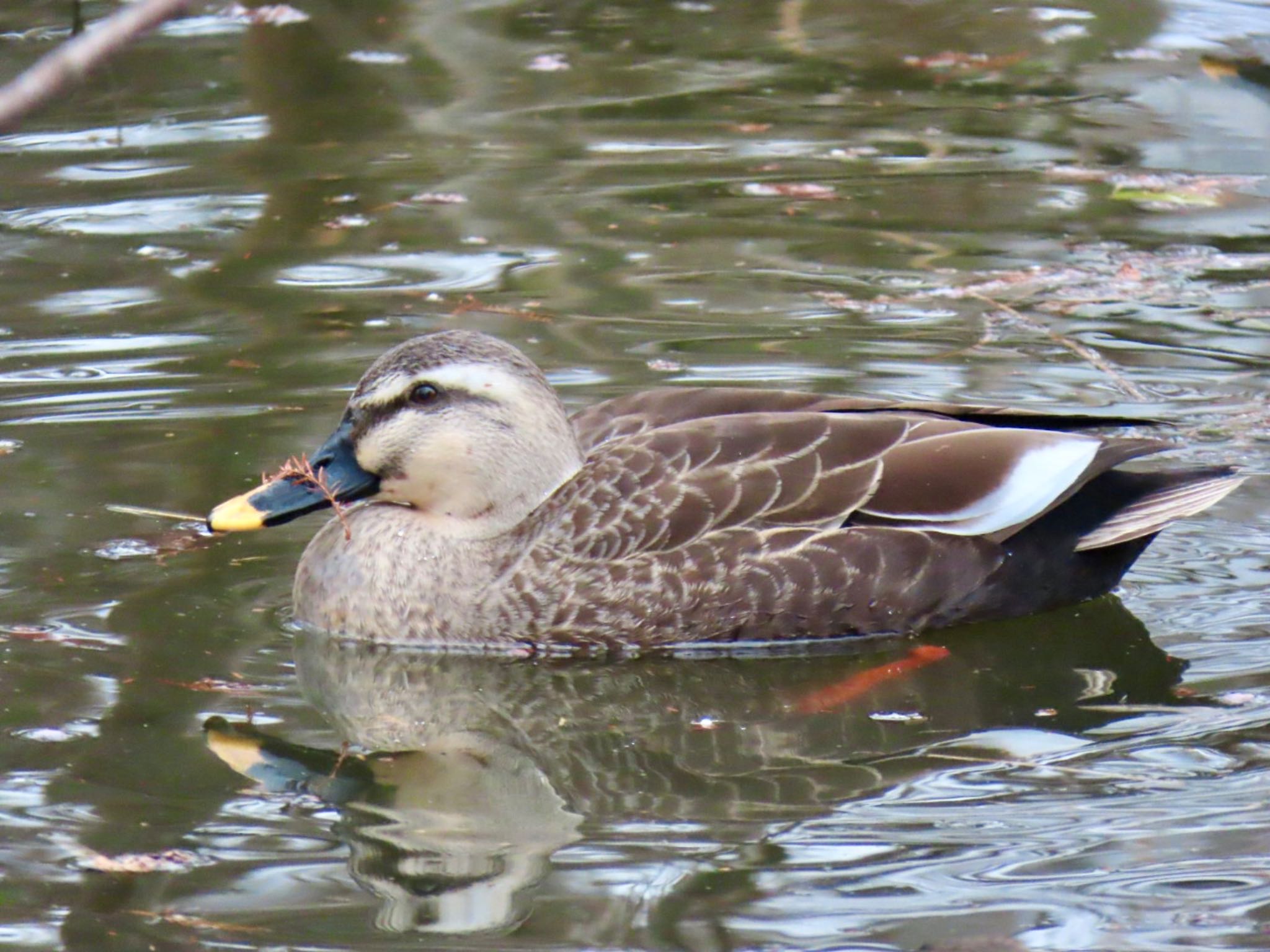 Photo of Eastern Spot-billed Duck at Mizumoto Park by K