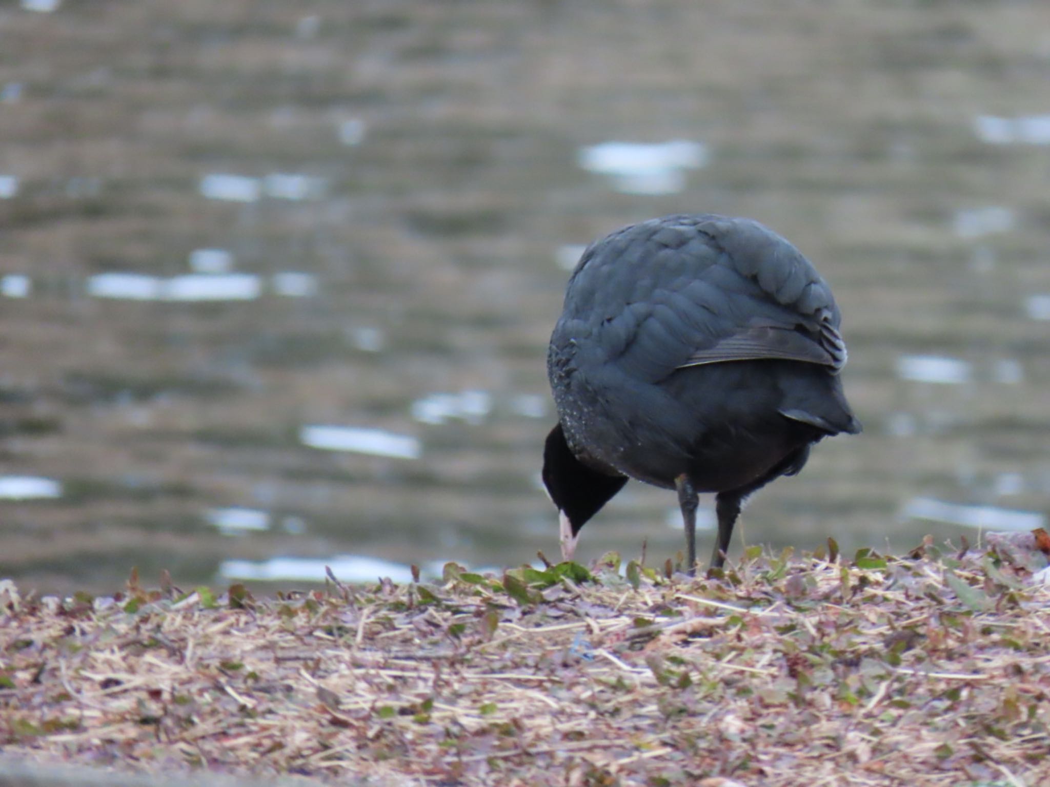 Photo of Eurasian Coot at Mizumoto Park by K