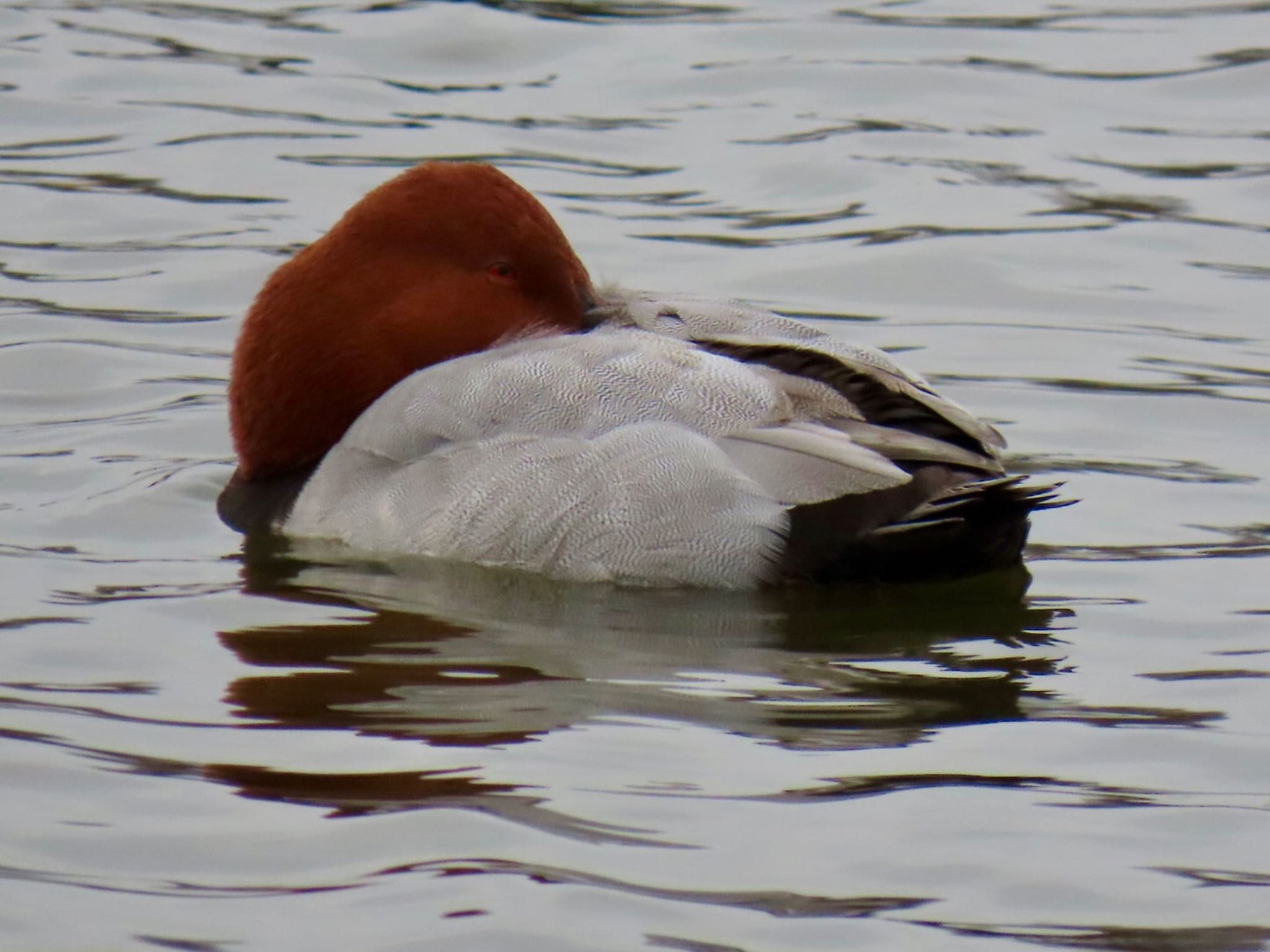 Common Pochard