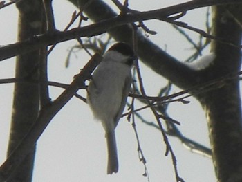 ハシブトガラ 札幌市内 2018年11月24日(土)