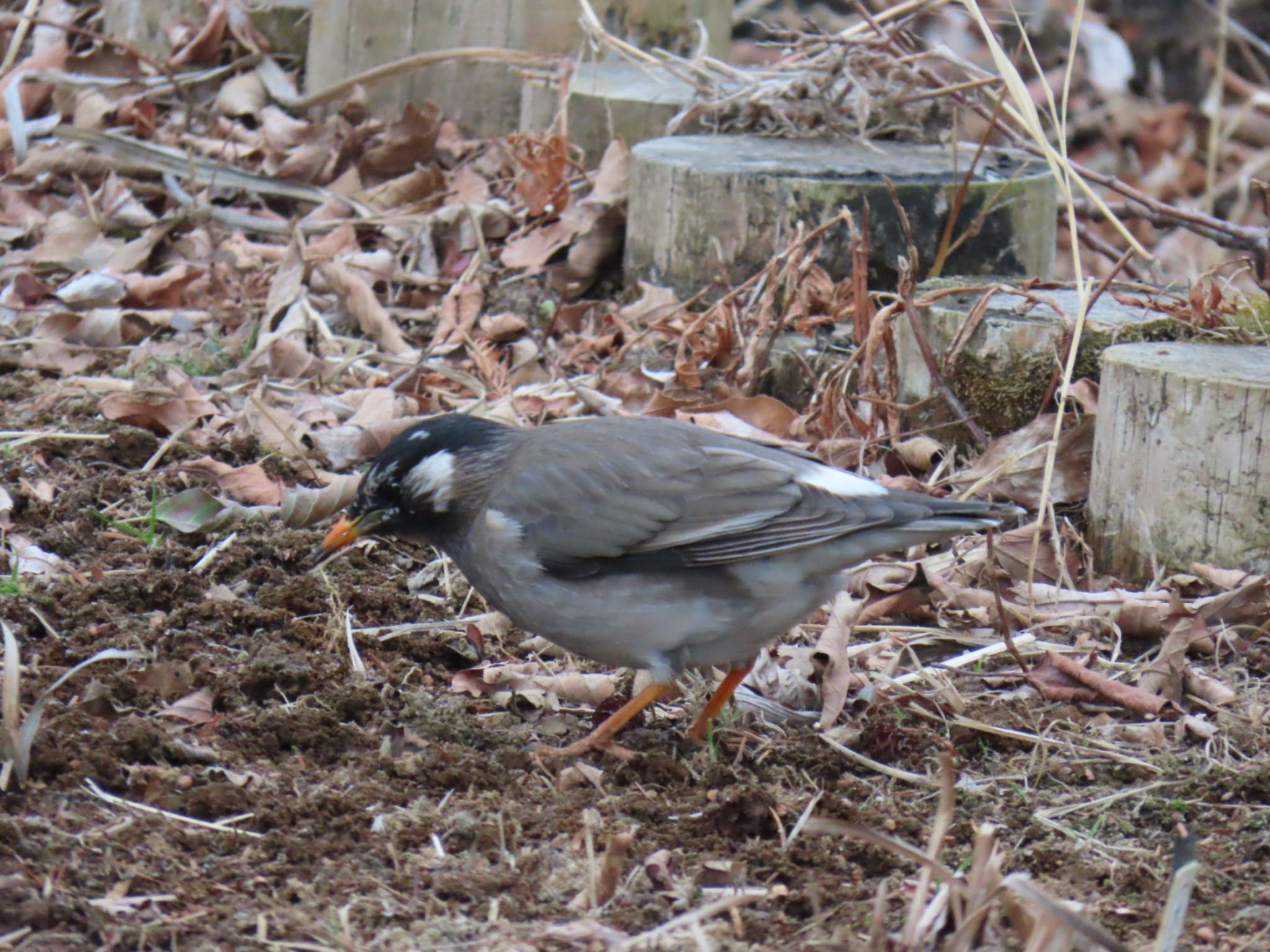 White-cheeked Starling