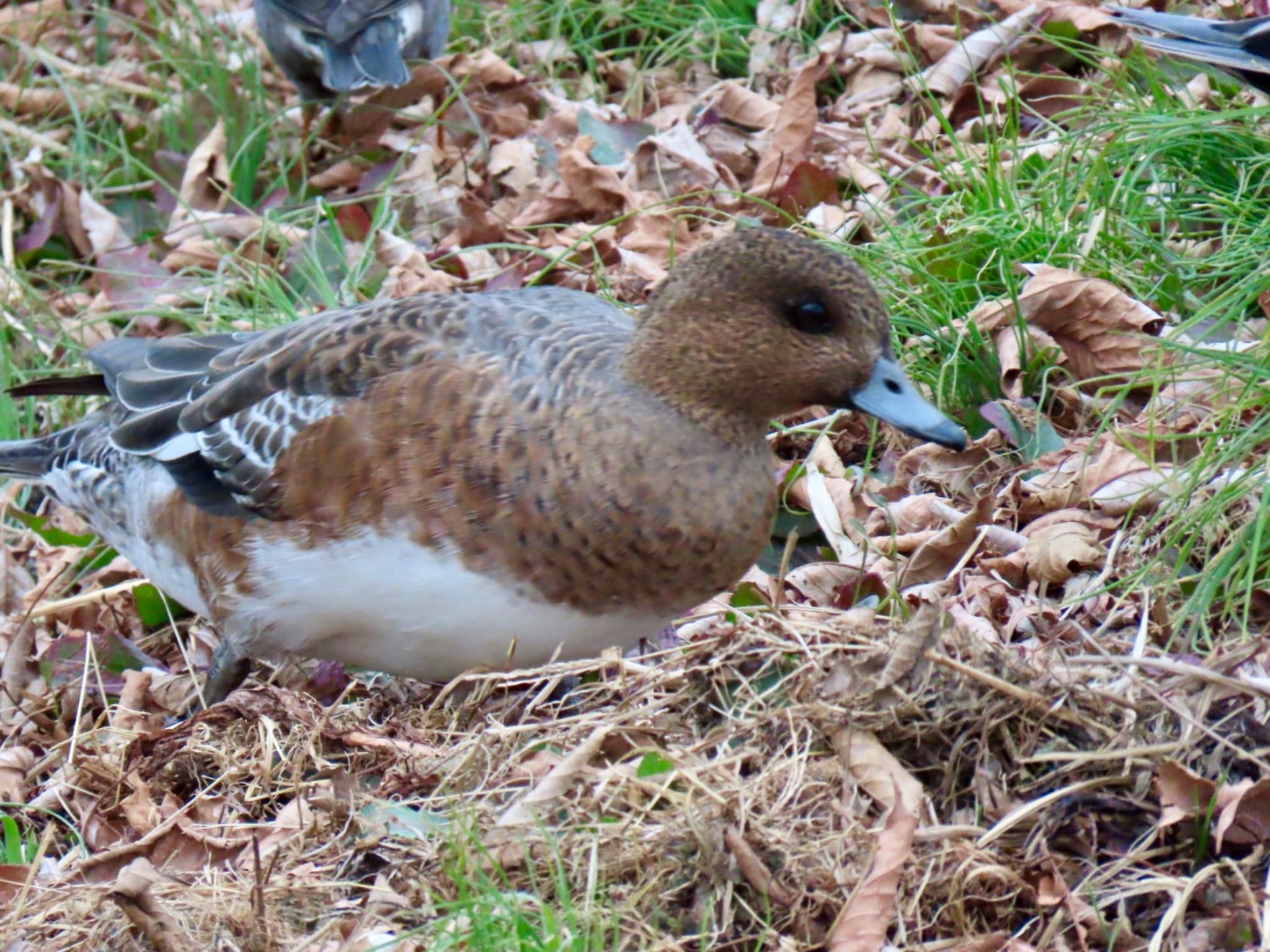 Photo of Eurasian Wigeon at Mizumoto Park by K